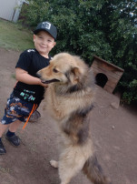 домашний питомец домашний питомец.